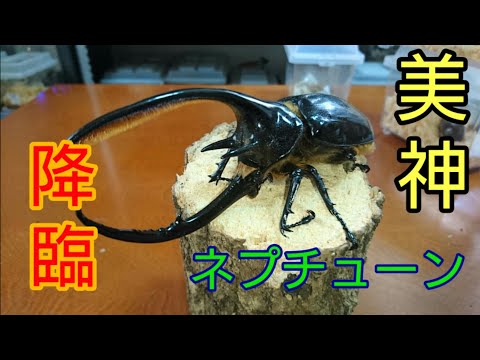 【美神】ネプチューンオオカブト降臨