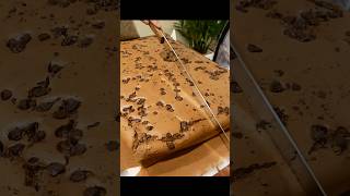 초코 대왕 카스테라 자르기 #shorts / Original Chocolate Jiggly Cake Cutting Master / korean street food