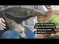 Adorable anteater released back into the Amazon