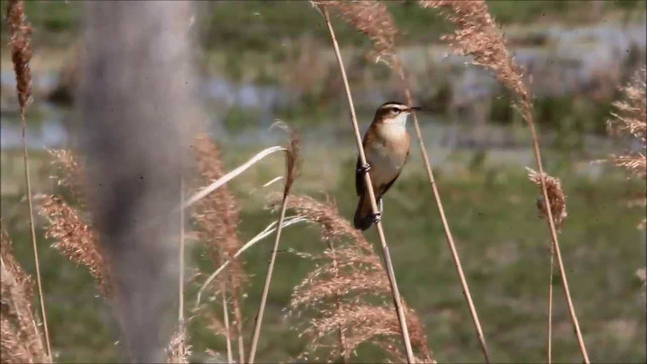bird app Sedge Warbler sings in Spring