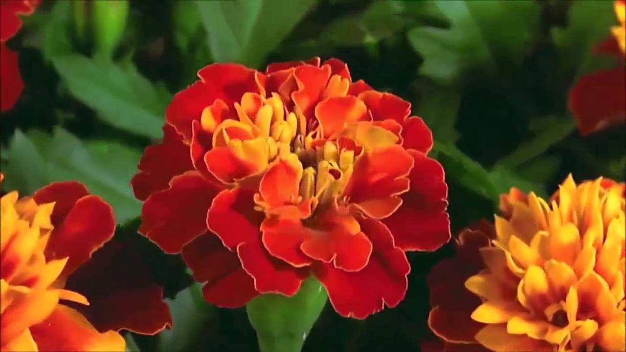 Release My Soul/ Vineyard 1992