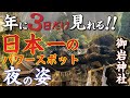 茨城県日立市の日本一のパワースポット「御岩神社」年に3日だけ見れる夜の姿とは!?