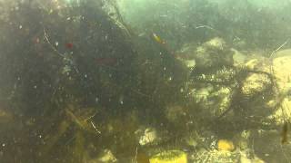 leopard shark in laguna beach