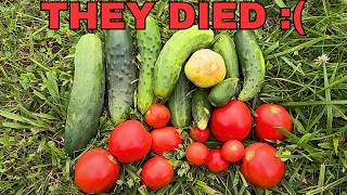 Dollar Store JULY Vegetable Garden Tour