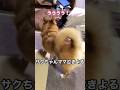 泣いてるママに優しくするポメコギ