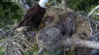 Eagles and eaglets   May 7, 2024