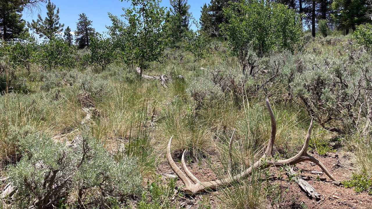 SHED ANTLER HUNT 2025 Colorado 