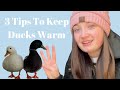 How To Care For Chickens &amp; Ducks In Unexpected Cold Temperatures