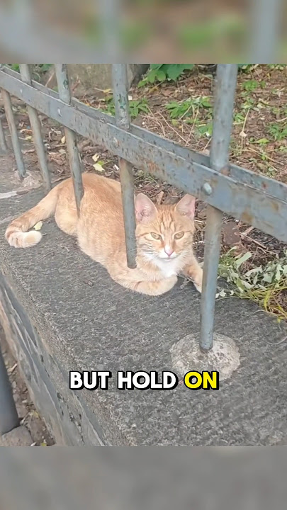 How Can This Cat Pass Through the Fence?! #cat #petsunited #funnycats #pets