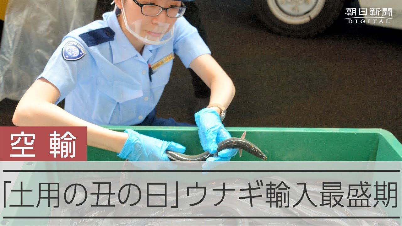 ぬるぬるくねくね　「土用の丑の日」を前にウナギ降り立つ　成田空港 動画：朝日新聞
