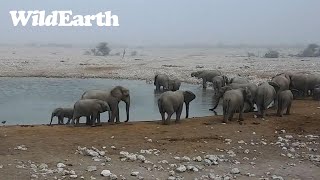 Misty scenes at the waterhole