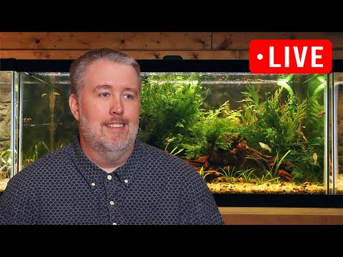 "Cycling" your aquariums with live aquarium plants - Episode 301