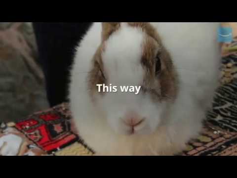 How to choose your rabbit cage