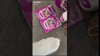 Cat shows off his afternoon snack! | Funny viral cat meme 2020 TikTok cat video  | Humorous cat meme
