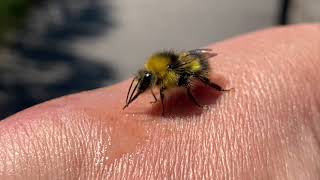 Celebrity Hungry Early bumblebee Profile