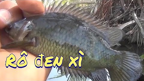 câu cá rô bằng mồi trứng kiến,trúng ổ cá rô con nào con nấy đen thui| GÒ CÔNG TV