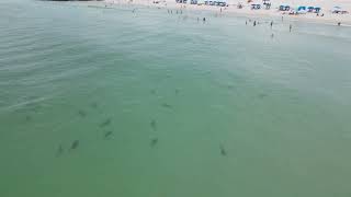 Check out all these sharks…