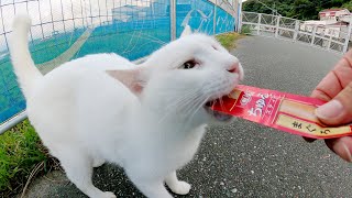 白猫がリュックにスリスリしておやつのおかわりを要求してきた