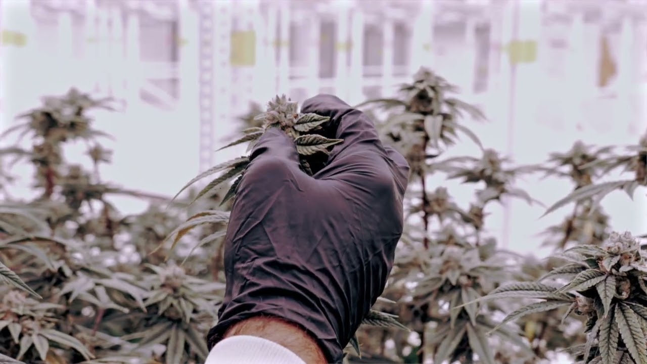 In the Grow at Trulieve Magnolia with Modern Flower's "Motor Breath" Indica