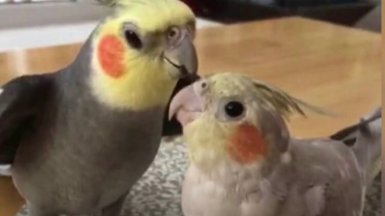 If your happy and you know it clap your hands whistle training for