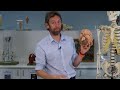 Nervous system anatomy introduction