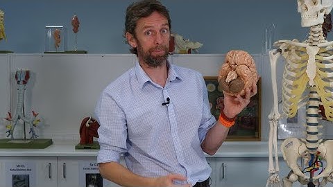 Inleiding tot de anatomie van het zenuwstelsel
