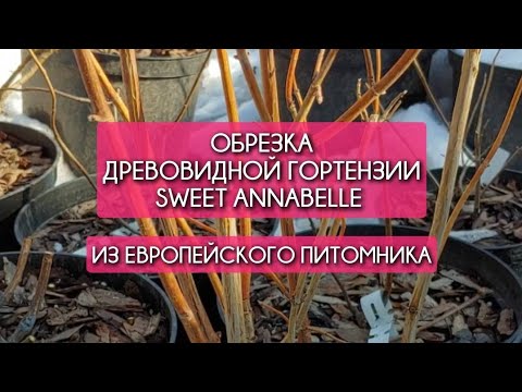 Обрезка древовидной гортензии