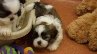 Shichon Puppy Playtime ~ MollyDogs