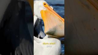 Pelicans are very Hungry Bird