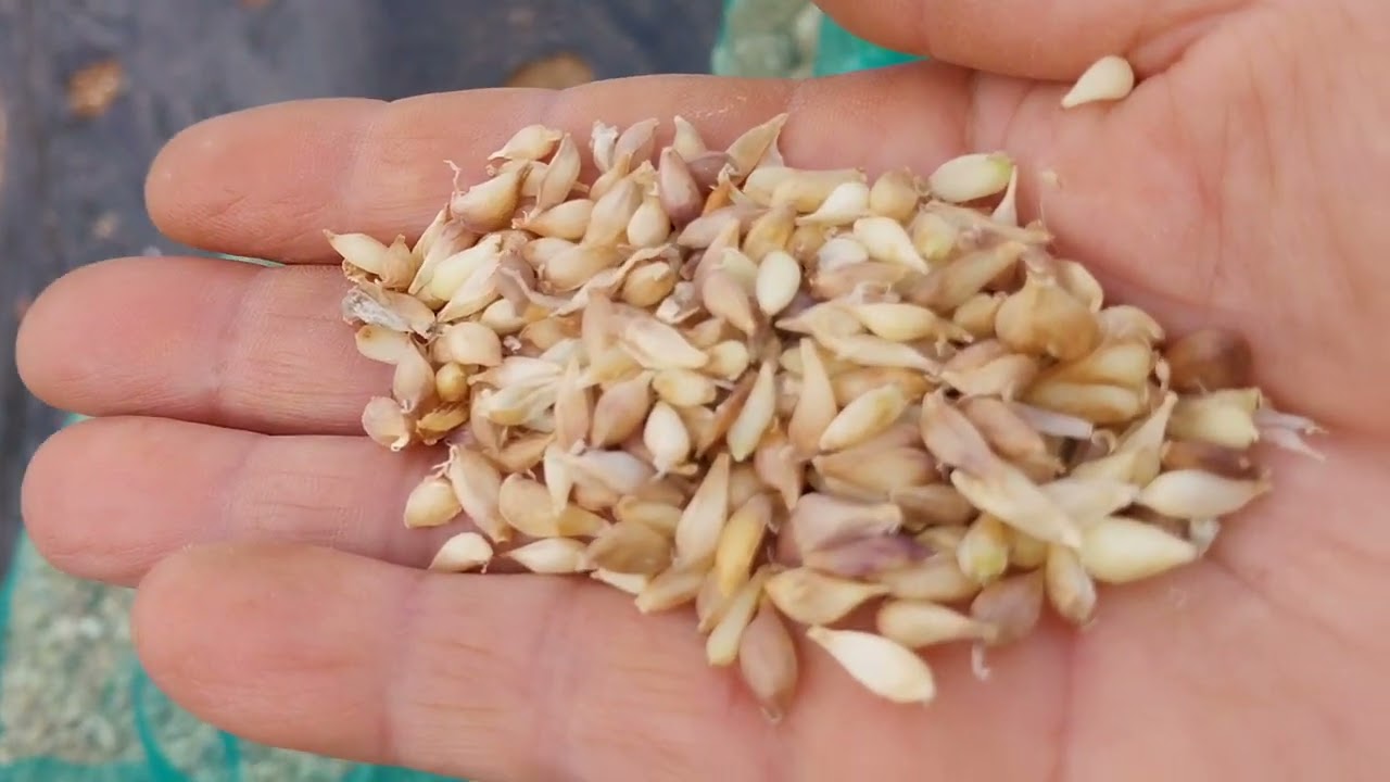 홍산마늘재배시기마늘심는시기밭만들기3단계