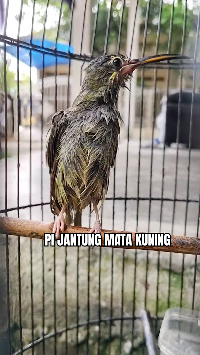 Pi jantung mata kuning #lucu #funy #itsmeissie #pijantung #pijantungpisanggacor #pijantungmatakuning