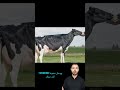 أغلي بقره في العالم البقره ميسي أغلي الحيوانات في العالم الجزء 8 