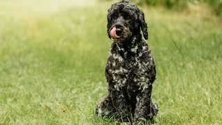 Caring for Your Portuguese Water Dog: Tips for Regular Vet CheckUps