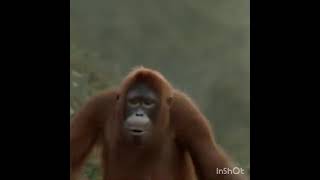 Apes rock and roll dancing  ..hahahahaha