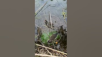 Trích ré ninh thạnh lợi k17