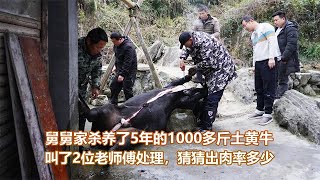 农村过年杀养了5年1000多斤土黄牛 肉质惊艳 猜猜出肉率多少 by 爱野钓的小范 241 views 3 months ago 3 minutes, 6 seconds