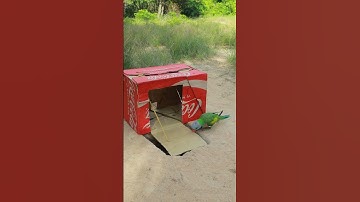 Cardboard Parrot Trap Creativity #youtubeshorts