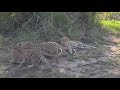 Safari Live : Shadow Female Leopard and Cub with Tingana Male Leopard this morning Dec 22, 2017