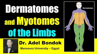 Dermatomes and Myotomes of the Body, Dr Adel Bondok