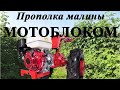 Как прополоть малину МОТОБЛОКОМ