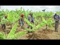 Onkoloolessa 26 2018Oomisha Muuzii Waldaa IMX Qonnaanbultoota Godina Wallagga Lixaa Aanaa Mana Sibuu