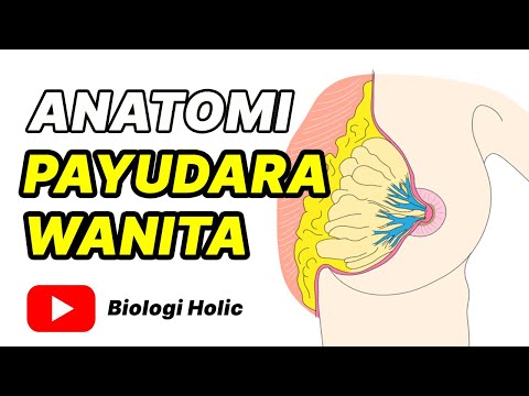 Anatomi Payudara Wanita | Sistem reproduksi wanita