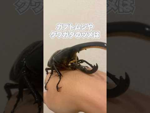 超危険 釣り針みたいに鋭いカブトムシ クワガタのツメに要注意 クワガタ カブトムシ 昆虫