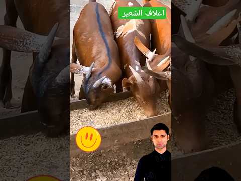 معلومات عن اعلاف الشعير علف الحلال