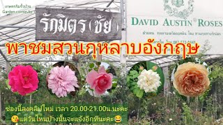 EP140 พาชมสวนกุหลาบรักมิตรตลาดไทและพาดูกุหลาบเดวิดออสตินของแท้ในไทย