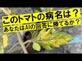 あなたの答えとグーグルレンズの結果を比べてみよう！
