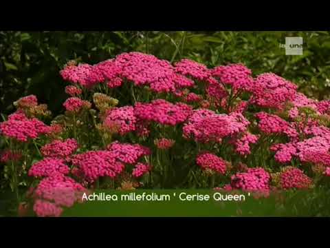 Voir le jardin  de Béné dans jardin et loisirs