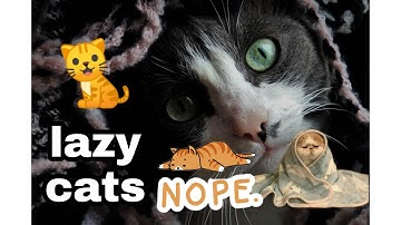 Lazy cats! cute and funny cats videos compilation