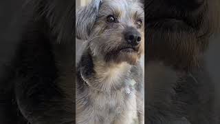 Meet the real-life pup behind Superman’s CG sidekick | Framestore