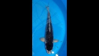 松川バケ　2019.05.26撮影　koibest.com　-京阪錦鯉センター-